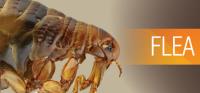 Wasp Pest Control Melbourne image 7