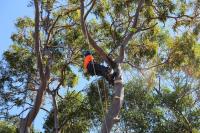 Affordable Dan's Tree Services image 5