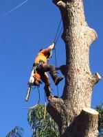 Affordable Tree Services Northern Beaches image 2