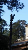 Affordable Tree Services Northern Beaches image 3