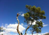 Affordable Tree Services Northern Beaches image 4