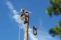 Affordable Tree Services Northern Beaches image 5