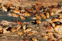 Termite Treatment Brisbane image 1