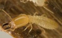 Termite Treatment Brisbane image 2