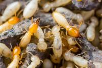Termite Treatment Brisbane image 3