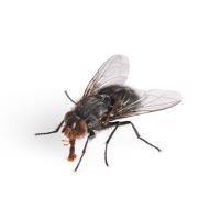 Fly Pest Control Service Brisbane image 2