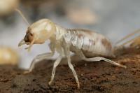 Termite Control Brisbane image 1
