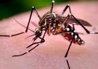 Mosquito Pest Control Service Brisbane image 1