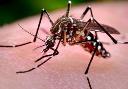 Mosquito Pest Control Service Brisbane logo