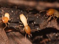 Termite Control Brisbane image 2