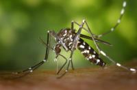 Mosquito Pest Control Service Brisbane image 2