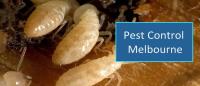 Masters Emergency Pest Control Melbourne image 1