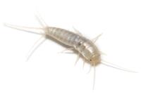 Marks Silverfish Control Melbourne image 3