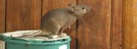 Fast Rat Control Melbourne image 4