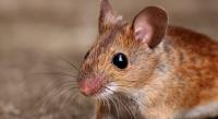 Vip Pest Rat Control Melbourne image 3