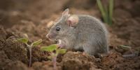 Vip Pest Rat Control Melbourne image 1