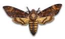 My Home Pest Wasp Pest Control Melbourne logo