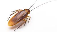 Ace Pest Cockroach Control Melbourne image 1