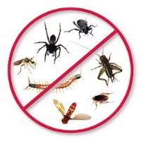 Local Pest Control Ballarat image 2