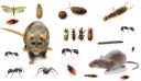 Domestic Pest Control Ballarat logo