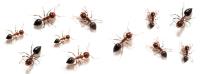 Domestic Pest Control Ballarat image 4