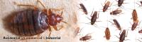 Domestic Pest Control Ballarat image 5