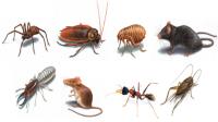 Domestic Pest Control Ballarat image 2