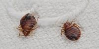 Bed Bugs Control Toowoomba image 3