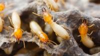 Bed Bugs Control Toowoomba image 1