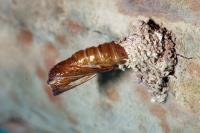 Bed Bug Pest Control image 3
