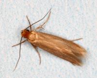 Bed Bug Pest Control image 5