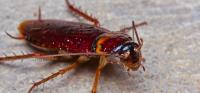 Bed Bug Pest Control image 6