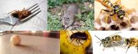 Pest Control Wollongong image 1