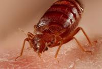 By Pest Bed Bug Control Brisbane image 7