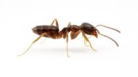 Be Pest Ant Control Melbourne image 4