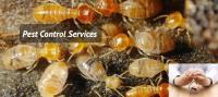 Expert Pest Control Wollongong image 2