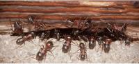Be Pest Ant Control Melbourne image 3