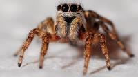 Squeak Pest Spiders Control Melbourne image 2