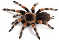 Squeak Pest Spiders Control Melbourne image 1