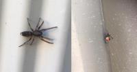 Squeak Pest Spiders Control Melbourne image 4