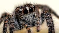 Squeak Pest Spiders Control Melbourne image 3