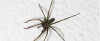Squeak Pest Spiders Control Melbourne image 5