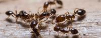 Peters Pest Control Ant Control Melbourne image 1