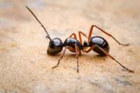 Peters Pest Control Ant Control Melbourne image 3