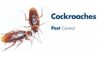 Domestic Pest Control Toowoomba image 2