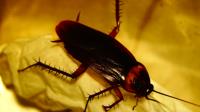 My Home Pest Cockroach Control Melbourne image 1