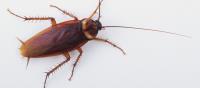 My Home Pest Cockroach Control Melbourne image 2