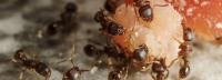 Fast Pest Ant Control Melbourne image 5