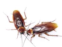 My Home Pest Cockroach Control Melbourne image 5
