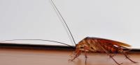 My Home Pest Cockroach Control Melbourne image 3
